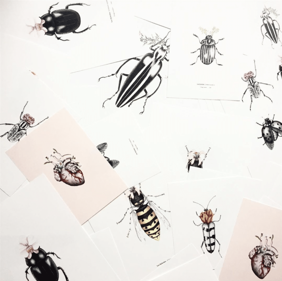 Les insectes fantastiques de l'illustratrice Marion Kieu